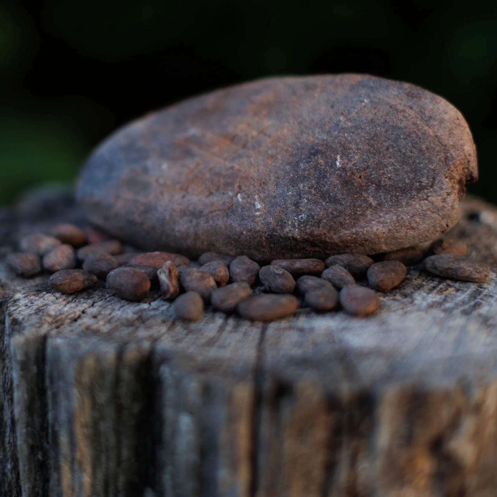 Cacao Beans in Cacao Paste